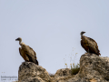 Buitre leonado - Gyps fulvus - Voltor comú