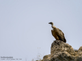 Buitre leonado - Gyps fulvus - Voltor comú