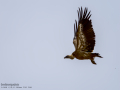 Buitre leonado - Gyps fulvus - Voltor comú