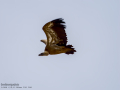 Buitre leonado - Gyps fulvus - Voltor comú