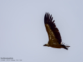 Buitre leonado - Gyps fulvus - Voltor comú
