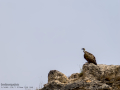 Buitre leonado - Gyps fulvus - Voltor comú
