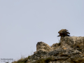 Buitre leonado - Gyps fulvus - Voltor comú