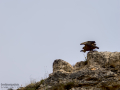 Buitre leonado - Gyps fulvus - Voltor comú