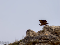 Buitre leonado - Gyps fulvus - Voltor comú