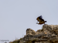 Buitre leonado - Gyps fulvus - Voltor comú