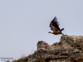 Buitre leonado - Gyps fulvus - Voltor comú