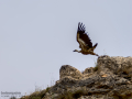 Buitre leonado - Gyps fulvus - Voltor comú