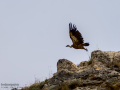 Buitre leonado - Gyps fulvus - Voltor comú