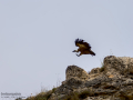 Buitre leonado - Gyps fulvus - Voltor comú