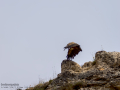 Buitre leonado - Gyps fulvus - Voltor comú