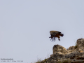 Buitre leonado - Gyps fulvus - Voltor comú