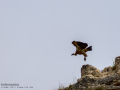 Buitre leonado - Gyps fulvus - Voltor comú
