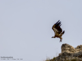Buitre leonado - Gyps fulvus - Voltor comú