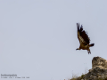 Buitre leonado - Gyps fulvus - Voltor comú