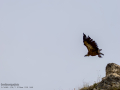 Buitre leonado - Gyps fulvus - Voltor comú