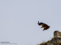 Buitre leonado - Gyps fulvus - Voltor comú