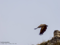 Buitre leonado - Gyps fulvus - Voltor comú
