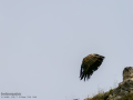 Buitre leonado - Gyps fulvus - Voltor comú