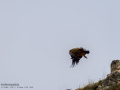 Buitre leonado - Gyps fulvus - Voltor comú