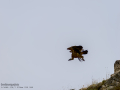 Buitre leonado - Gyps fulvus - Voltor comú