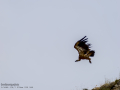 Buitre leonado - Gyps fulvus - Voltor comú
