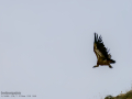 Buitre leonado - Gyps fulvus - Voltor comú