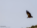 Buitre leonado - Gyps fulvus - Voltor comú