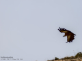 Buitre leonado - Gyps fulvus - Voltor comú