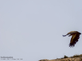 Buitre leonado - Gyps fulvus - Voltor comú