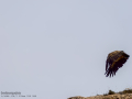 Buitre leonado - Gyps fulvus - Voltor comú