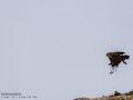 Buitre leonado - Gyps fulvus - Voltor comú