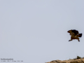 Buitre leonado - Gyps fulvus - Voltor comú