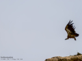 Buitre leonado - Gyps fulvus - Voltor comú