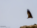 Buitre leonado - Gyps fulvus - Voltor comú