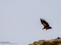 Buitre leonado - Gyps fulvus - Voltor comú