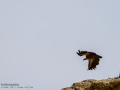 Buitre leonado - Gyps fulvus - Voltor comú