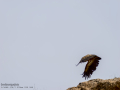 Buitre leonado - Gyps fulvus - Voltor comú