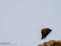 Buitre leonado - Gyps fulvus - Voltor comú