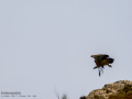Buitre leonado - Gyps fulvus - Voltor comú