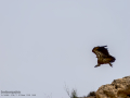 Buitre leonado - Gyps fulvus - Voltor comú