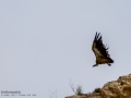 Buitre leonado - Gyps fulvus - Voltor comú