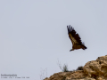 Buitre leonado - Gyps fulvus - Voltor comú