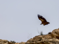 Buitre leonado - Gyps fulvus - Voltor comú