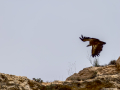 Buitre leonado - Gyps fulvus - Voltor comú
