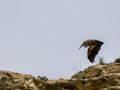 Buitre leonado - Gyps fulvus - Voltor comú