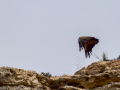 Buitre leonado - Gyps fulvus - Voltor comú