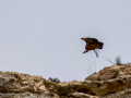 Buitre leonado - Gyps fulvus - Voltor comú