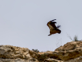 Buitre leonado - Gyps fulvus - Voltor comú