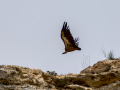 Buitre leonado - Gyps fulvus - Voltor comú